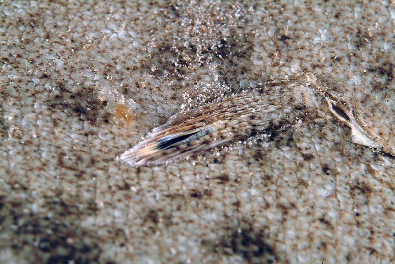 Sogliola di Porto Badisco